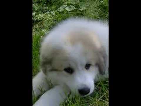 great pyrenees