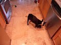 Boston Terrier Teaches Its Puppy