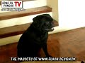 Gong Fu & Poncho TV - Gong Fu famous yawn