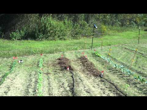 how to grow okra in winter