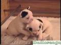 Video Cachorro Bulldog Frances   French bulldog puppy DeMoreaga com Asterix, Anais, Amaral, Azkar, Akamaru