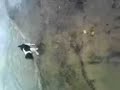 Jack Russell mitzie on the beach part 2 Jack Russell mitzie on the beach part 2