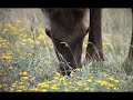Mad Cow in British Columbia