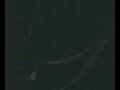 VID004