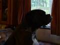 Bailey the singing boxer dog