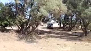 قريتي التينه ?