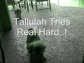 Dog Barking With Ball In Mouth And More Barking Dog con bola Dog Barking With Ball In Mouth And More Barking Dog con bola