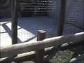 2008 - Zoo's leven wet niet na / Les zoos ne respectent pas la loi