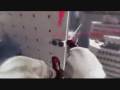 videos de Mirror's Edge Tribute