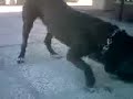 cane vs rettile
