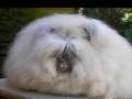 Weird and Scary Animals