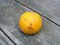 Orange takes a picture of himself every day for 15 years Orange takes a picture of himself every day for 15 years