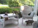 Kittens on Porch