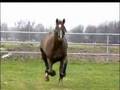 Life of a ShowJumper