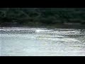lancha rc reformada (enrredo de helice).flv