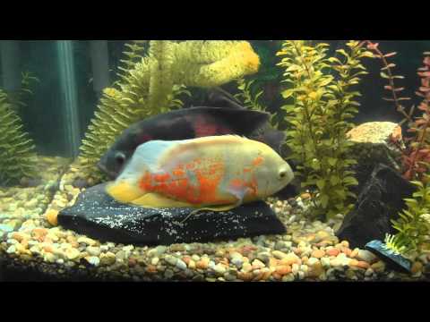 how to fertilize fish eggs