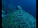 videos de the Return of the Turtle