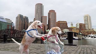 Dog Takes Dog to Vote in Shopping Cart: Funny Dogs Maymo & Penny Shopping Cart Voting Adventure by Maymo
