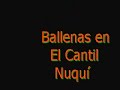 Avistamiento de ballenas 04 Julio en Nuqui Colombia