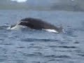Avistamiento de ballenas 04 Julio en Nuqui Colombia