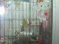 Bangkok, animali in vendita al mercato di Chatuchak (2) - settembre 2008