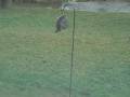 The Life and Times of a Squirrel The Life and Times of a Squirrel