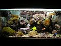 Meu aquario marinho 