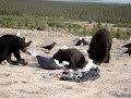 Black Bears