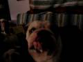 videos de bulldoggies
