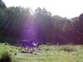 Horses are scared of donkeys too