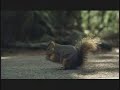 Bridgestone Squirrel Scream Super Bowl Commercial