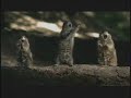 Bridgestone Squirrel Scream Super Bowl Commercial