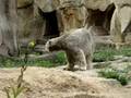 knut02