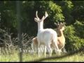 More bucks for sale!