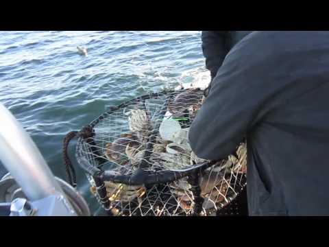 North Cal Sportfishing - Pre-Turkey Day Crabbing with North Cal Sportfishing - Khanh Tran. We got our Dungeness crab limits easily in just a few pulls as the pots were plugged with g...
