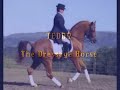 TAEZ,Teddymentary, the versatility of the Arabian Horse TAEZ,Teddymentary, the versatility of the Arabian Horse
