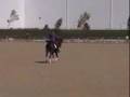 TAEZ,Teddymentary, the versatility of the Arabian Horse