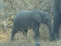 Baby Elephant Nursing - South Luangwa National Park Zambia