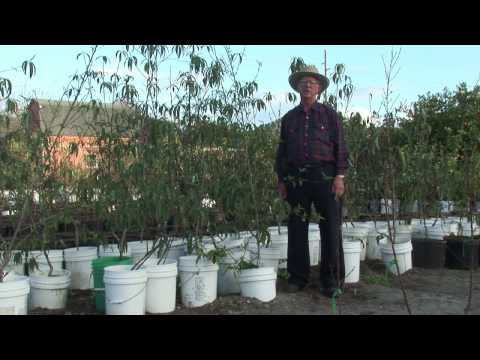 how to grow a peach tree