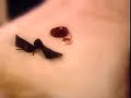 See Video