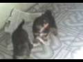videos de Billy e Meggy