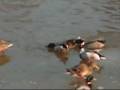 videos de Enten-Hockey