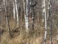 Grouse Hunting with Henri, Souris and Uma