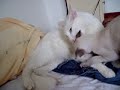 Mugen en Oddie Mugen en Oddie