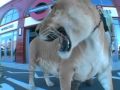 Liger visits london - watch the video!