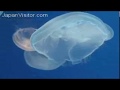 videos de Chill out to Japanese jellyfish