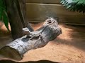 Killer Dragons, the baby beardies attack