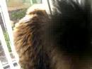 Tigerlilly Tigerlilly
