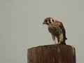 Sparrow Hawk eats mouse and chokes on it
