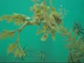 Updated: Leafy Sea Dragon Compilation